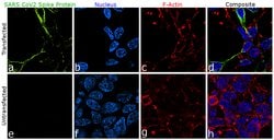 Invitrogen SARS-CoV-2 Spike Protein (RBD) Recombinant Human Monoclonal