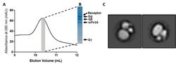 Invitrogen GPCR/G-protein complex-stabilizing scFv Recombinant Mouse Monoclonal