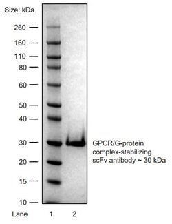 Invitrogen GPCR/G-protein complex-stabilizing scFv Recombinant Mouse Monoclonal