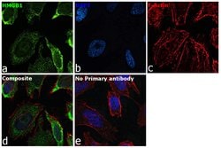 Invitrogen&trade;&nbsp;HMGB1 Recombinant Rabbit Monoclonal Antibody (7H38L51)