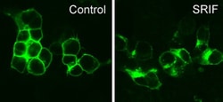 Invitrogen SSTR3 Recombinant Rabbit Monoclonal Antibody (8H32L3) 200 &mu;L;