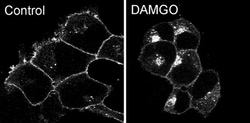 Invitrogen&trade;&nbsp;OPRM1 Recombinant Rabbit Monoclonal Antibody (13H5L13)