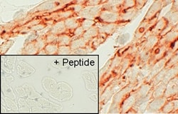 Endothelin A Receptor Recombinant Rabbit Monoclonal Antibody (15H24L16),