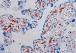 Endothelin A Receptor Recombinant Rabbit Monoclonal Antibody (15H24L16),
