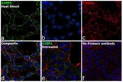Invitrogen&trade;&nbsp;G3BP1 Recombinant Rabbit Monoclonal Antibody (42H56L14)