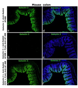 Invitrogen&trade;&nbsp;Alexa Fluor 488 Recombinant F(ab)-Rabbit Monoclonal Antibody (15H9L93)