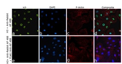 Invitrogen&trade;&nbsp;Alexa Fluor 488 Recombinant F(ab)-Rabbit Monoclonal Antibody (15H9L93)