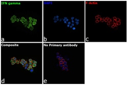 Invitrogen&trade;&nbsp;IFN gamma Recombinant Rabbit Monoclonal Antibody (R3P1-E3)