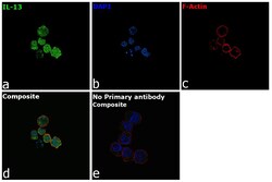 Invitrogen&trade;&nbsp;IL-13 Recombinant Rabbit Monoclonal Antibody (F3B1)