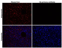 Invitrogen Adiponectin Recombinant Rabbit Monoclonal Antibody (8H25L59) 100 &mu;L | Buy Online | Invitrogen&trade; | Fisher Scientific