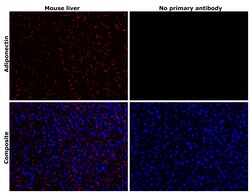 Invitrogen Adiponectin Recombinant Rabbit Monoclonal Antibody (8H25L59) 100 &mu;L | Buy Online | Invitrogen&trade; | Fisher Scientific