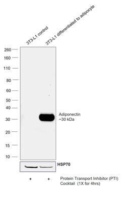 Invitrogen Adiponectin Recombinant Rabbit Monoclonal Antibody (8H25L59) 100 &mu;L | Buy Online | Invitrogen&trade; | Fisher Scientific
