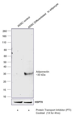 Invitrogen Adiponectin Recombinant Rabbit Monoclonal Antibody (8H25L59) 100 &mu;L | Buy Online | Invitrogen&trade; | Fisher Scientific