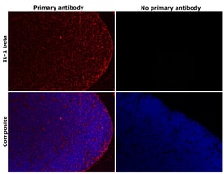 Invitrogen&trade;&nbsp;IL-1 beta Recombinant Rabbit Monoclonal Antibody (R3P1-A9)