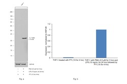 Invitrogen IL-1 beta Recombinant Rabbit Monoclonal Antibody (R3P1-A9) 100 &mu;L | Buy Online | Invitrogen&trade; | Fisher Scientific