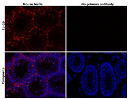 Invitrogen IL-29 Recombinant Rabbit Monoclonal Antibody (3H21L13) 100 &mu;L | Buy Online | Invitrogen&trade; | Fisher Scientific