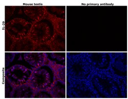 Invitrogen IL-29 Recombinant Rabbit Monoclonal Antibody (3H21L13) 100 &mu;L | Buy Online | Invitrogen&trade; | Fisher Scientific