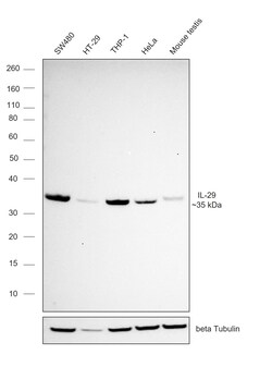 Invitrogen IL-29 Recombinant Rabbit Monoclonal Antibody (3H21L13) 100 &mu;L | Buy Online | Invitrogen&trade; | Fisher Scientific