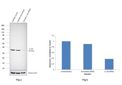 Invitrogen IL-29 Recombinant Rabbit Monoclonal Antibody (3H21L13) 100 &mu;L | Buy Online | Invitrogen&trade; | Fisher Scientific