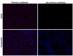 Invitrogen&trade;&nbsp;CD25 Recombinant Rabbit Monoclonal Antibody (27H20L38)
