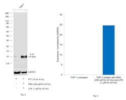 Invitrogen&trade;&nbsp;IL-8 Recombinant Rabbit Monoclonal Antibody (7H5L6)