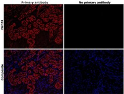 Invitrogen FGF23 Recombinant Rabbit Monoclonal Antibody (20H20L38) 100 &mu;L | Buy Online | Invitrogen&trade; | Fisher Scientific