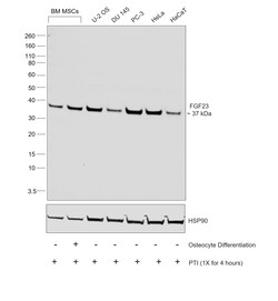 Invitrogen FGF23 Recombinant Rabbit Monoclonal Antibody (20H20L38) 100 &mu;L | Buy Online | Invitrogen&trade; | Fisher Scientific