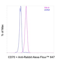 Invitrogen CD70 Recombinant Rabbit Monoclonal Antibody (CD70-Clone 13) 100 &mu;L | Buy Online | Invitrogen&trade; | Fisher Scientific