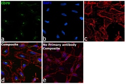 Invitrogen&trade;&nbsp;CD70 Recombinant Rabbit Monoclonal Antibody (CD70-Clone 13)