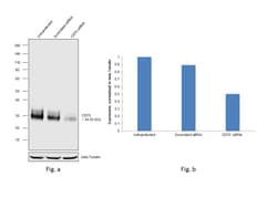 Invitrogen CD70 Recombinant Rabbit Monoclonal Antibody (CD70-Clone 13) 100 &mu;L | Buy Online | Invitrogen&trade; | Fisher Scientific