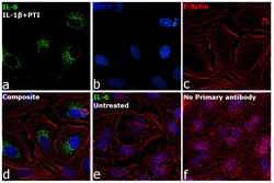 Invitrogen&trade;&nbsp;IL-6 Recombinant Rabbit Monoclonal Antibody (54H58L14)