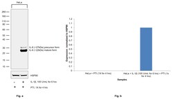 Invitrogen IL-6 Recombinant Rabbit Monoclonal Antibody (54H58L14) 100 &mu;L | Buy Online | Invitrogen&trade; | Fisher Scientific
