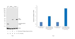 Invitrogen&trade;&nbsp;IL-32 Recombinant Rabbit Monoclonal Antibody (IL-32-Clone 281)