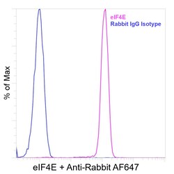 Invitrogen eIF4E Recombinant Rabbit Monoclonal Antibody (eIF4E-Clone 155) 100 &mu;L | Buy Online | Invitrogen&trade; | Fisher Scientific