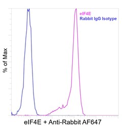 Invitrogen eIF4E Recombinant Rabbit Monoclonal Antibody (eIF4E-Clone 155) 100 &mu;L | Buy Online | Invitrogen&trade; | Fisher Scientific
