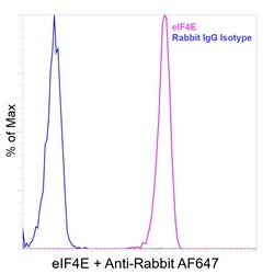 Invitrogen eIF4E Recombinant Rabbit Monoclonal Antibody (eIF4E-Clone 155) 100 &mu;L | Buy Online | Invitrogen&trade; | Fisher Scientific