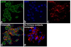 Invitrogen eIF4E Recombinant Rabbit Monoclonal Antibody (eIF4E-Clone 155) 100 &mu;L | Buy Online | Invitrogen&trade; | Fisher Scientific