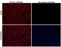 Invitrogen eIF4E Recombinant Rabbit Monoclonal Antibody (eIF4E-Clone 155) 100 &mu;L | Buy Online | Invitrogen&trade; | Fisher Scientific
