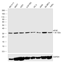 Invitrogen&trade;&nbsp;eIF4E Recombinant Rabbit Monoclonal Antibody (eIF4E-Clone 155)