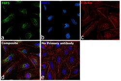 Invitrogen FGF5 Recombinant Rabbit Monoclonal Antibody (16H65L55) 100 &mu;L | Buy Online | Invitrogen&trade; | Fisher Scientific