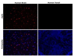 Invitrogen&trade;&nbsp;FGF5 Recombinant Rabbit Monoclonal Antibody (16H65L55)