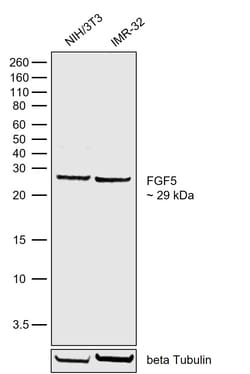 Invitrogen FGF5 Recombinant Rabbit Monoclonal Antibody (16H65L55) 100 &mu;L | Buy Online | Invitrogen&trade; | Fisher Scientific
