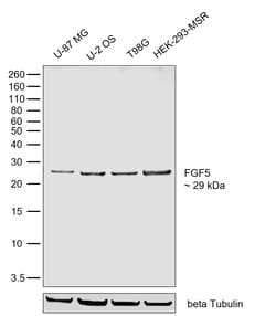 Invitrogen FGF5 Recombinant Rabbit Monoclonal Antibody (16H65L55) 100 &mu;L | Buy Online | Invitrogen&trade; | Fisher Scientific