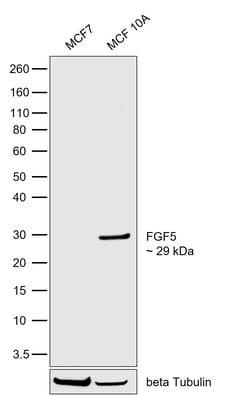 Invitrogen FGF5 Recombinant Rabbit Monoclonal Antibody (16H65L55) 100 &mu;L | Buy Online | Invitrogen&trade; | Fisher Scientific
