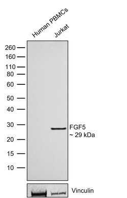 Invitrogen FGF5 Recombinant Rabbit Monoclonal Antibody (16H65L55) 100 &mu;L | Buy Online | Invitrogen&trade; | Fisher Scientific
