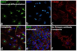 Invitrogen&trade;&nbsp;NTF3 Recombinant Rabbit Monoclonal Antibody (NTF3-Clone 158)