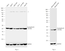 Invitrogen Cyclophilin B Recombinant Rabbit Monoclonal Antibody (3H9L48) 100 &mu;L | Buy Online | Invitrogen&trade; | Fisher Scientific