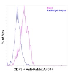 Invitrogen&trade;&nbsp;CD73 Recombinant Rabbit Monoclonal Antibody (28H48L67)
