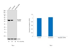 Invitrogen&trade;&nbsp;Myostatin Recombinant Rabbit Monoclonal Antibody (46H48L45)