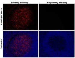 Invitrogen CD106 (VCAM-1) Recombinant Rabbit Monoclonal Antibody (45H17L57) 20 &mu;L | Buy Online | Invitrogen&trade; | Fisher Scientific